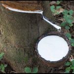 natural rubber